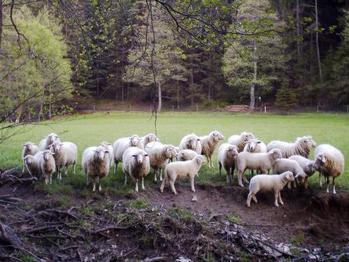 Ovce, které bydlí poblíž tábora. Ráno dělaly takový kravál, že nás vzbudily.
